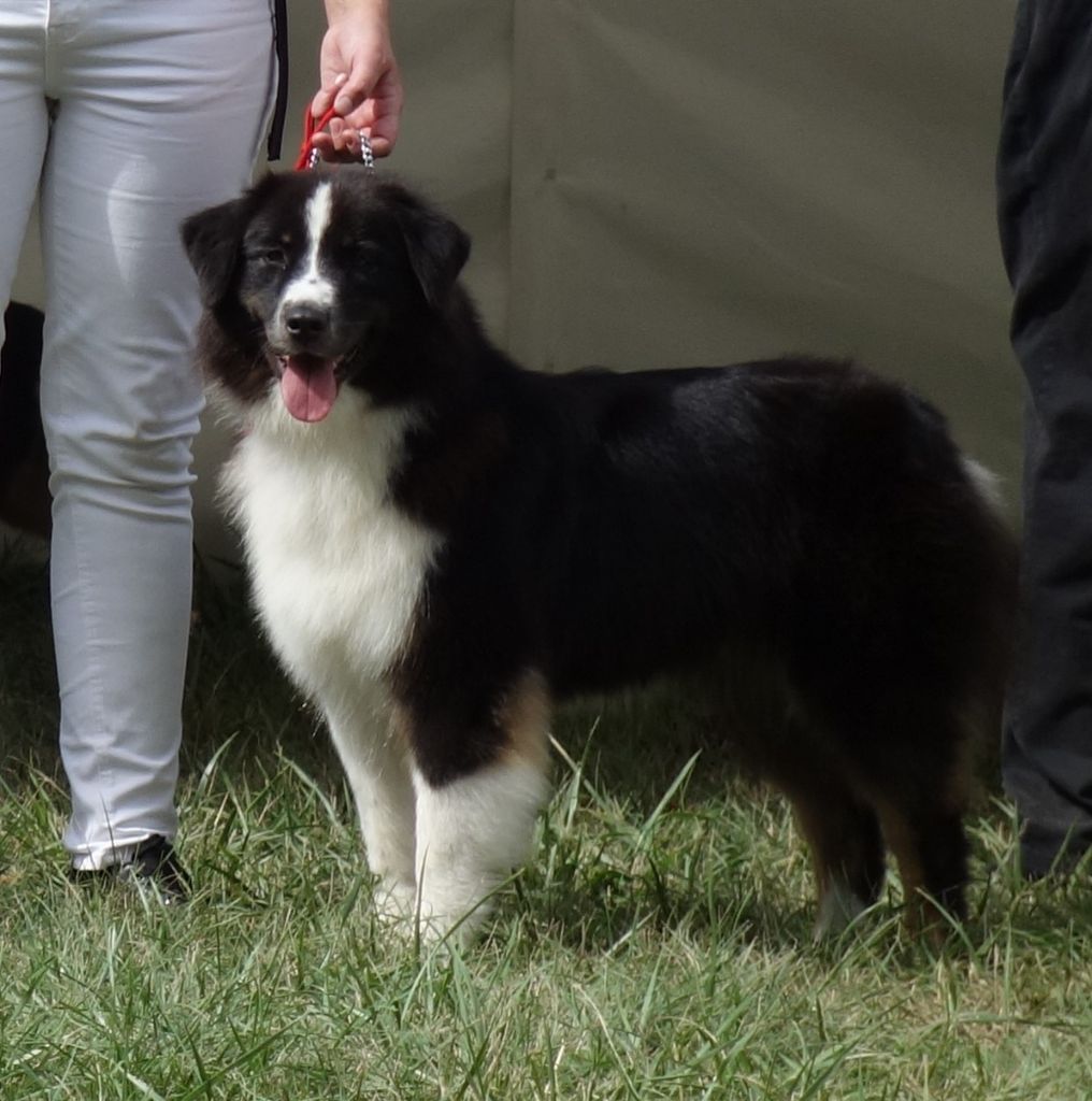 Royal aok harper Des Collines d'Iowa