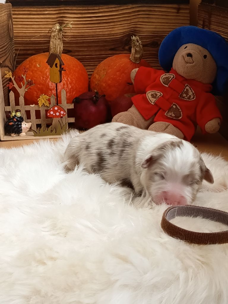 Des Chemins de Saint François - Chiots disponibles - Berger Australien