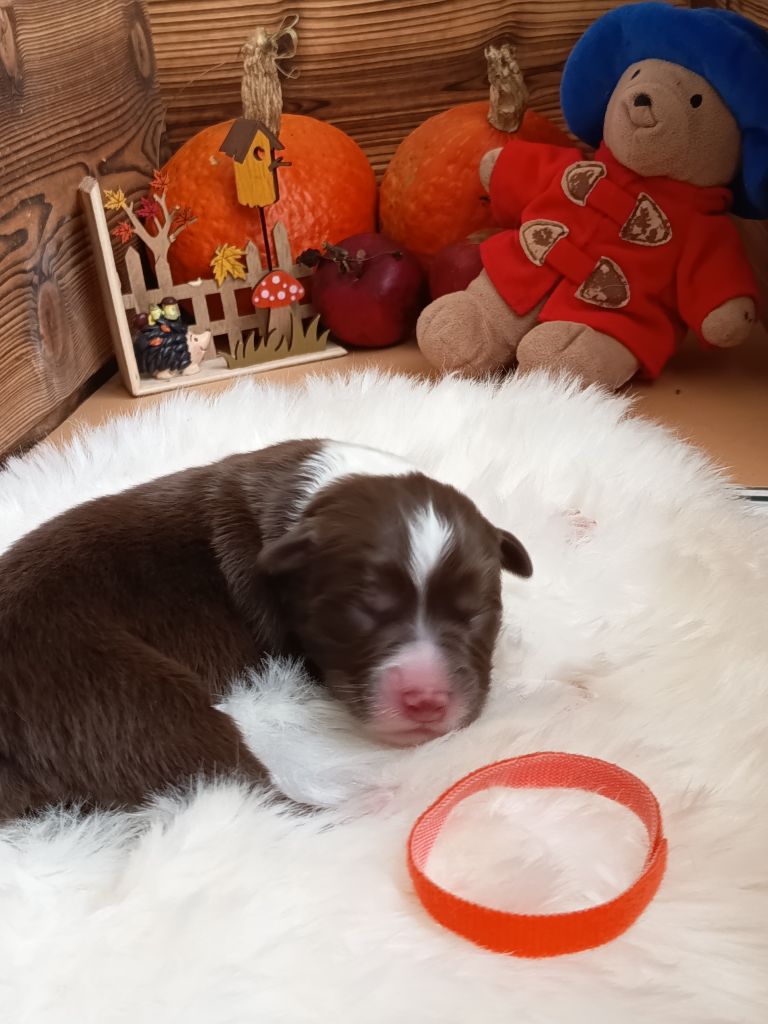 Des Chemins de Saint François - Chiots disponibles - Berger Australien