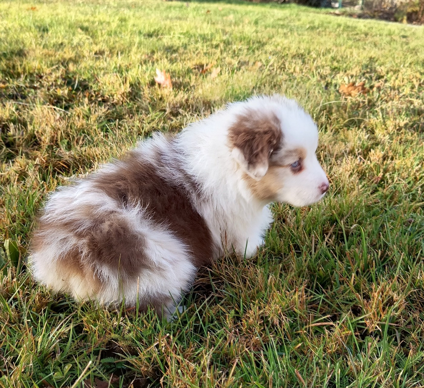 Des Chemins de Saint François - Chiots disponibles - Berger Australien