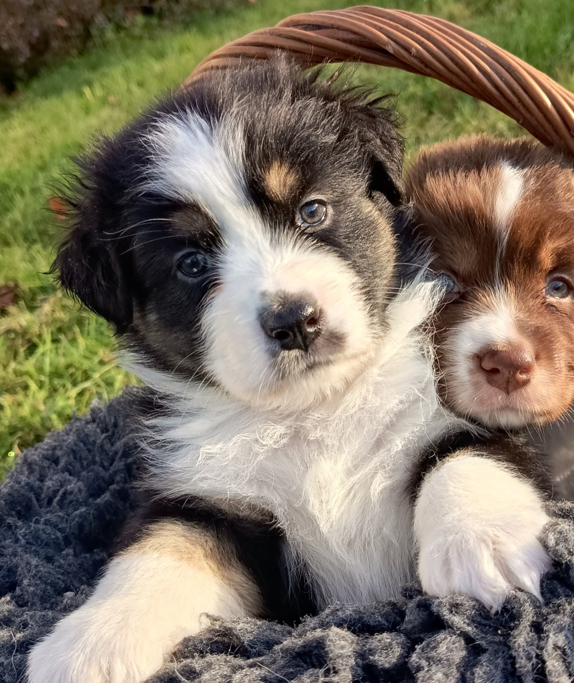 Des Chemins de Saint François - Chiots disponibles - Berger Australien
