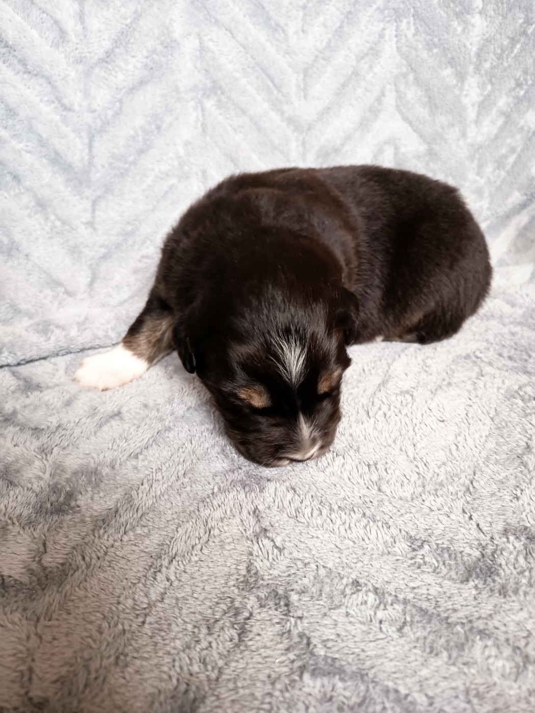 Des Chemins de Saint François - Chiots disponibles - Berger Australien