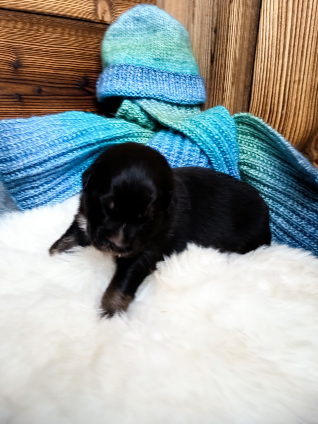 Des Chemins de Saint François - Chiots disponibles - Berger Australien