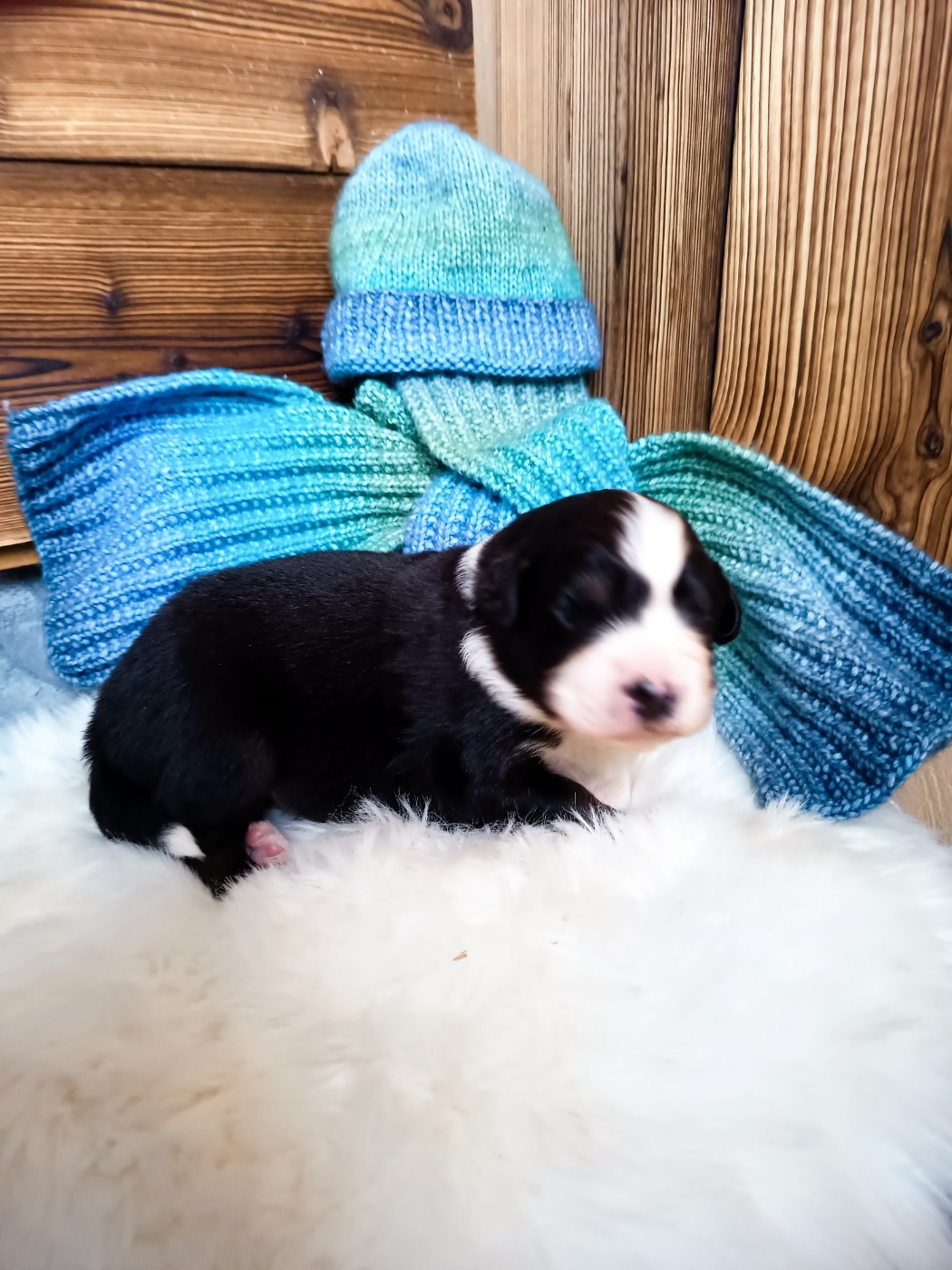 Des Chemins de Saint François - Chiots disponibles - Berger Australien