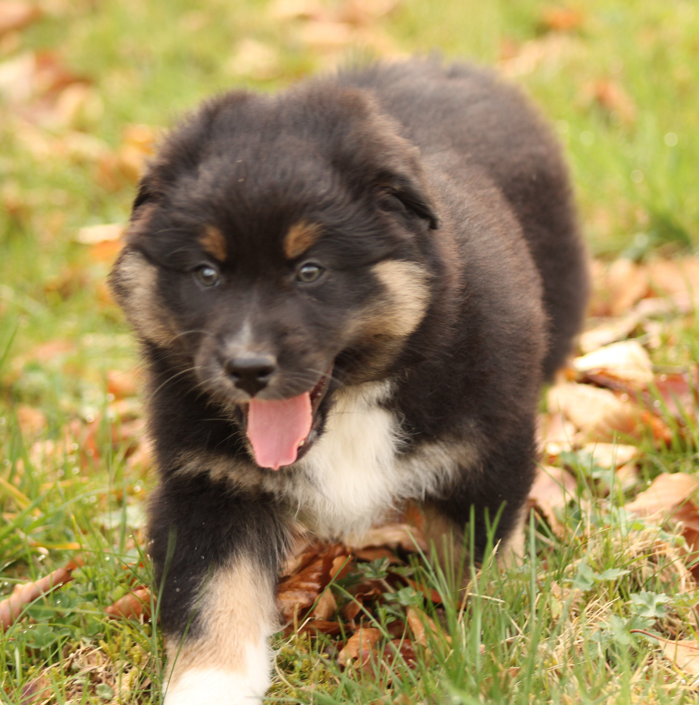 Des Chemins de Saint François - Chiots disponibles - Berger Australien