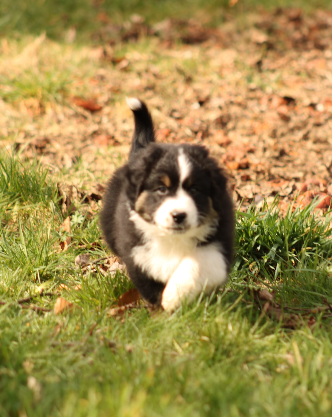 Des Chemins de Saint François - Chiots disponibles - Berger Australien