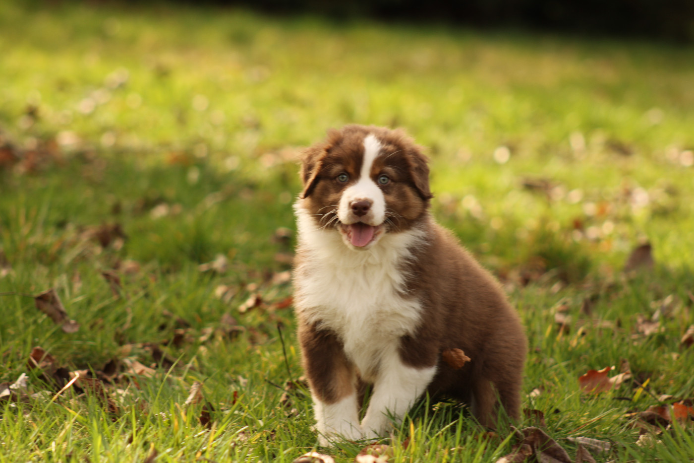 Des Chemins de Saint François - Chiots disponibles - Berger Australien