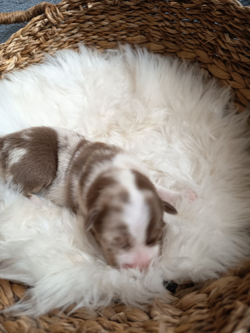 Des Chemins de Saint François - Chiots disponibles - Berger Australien