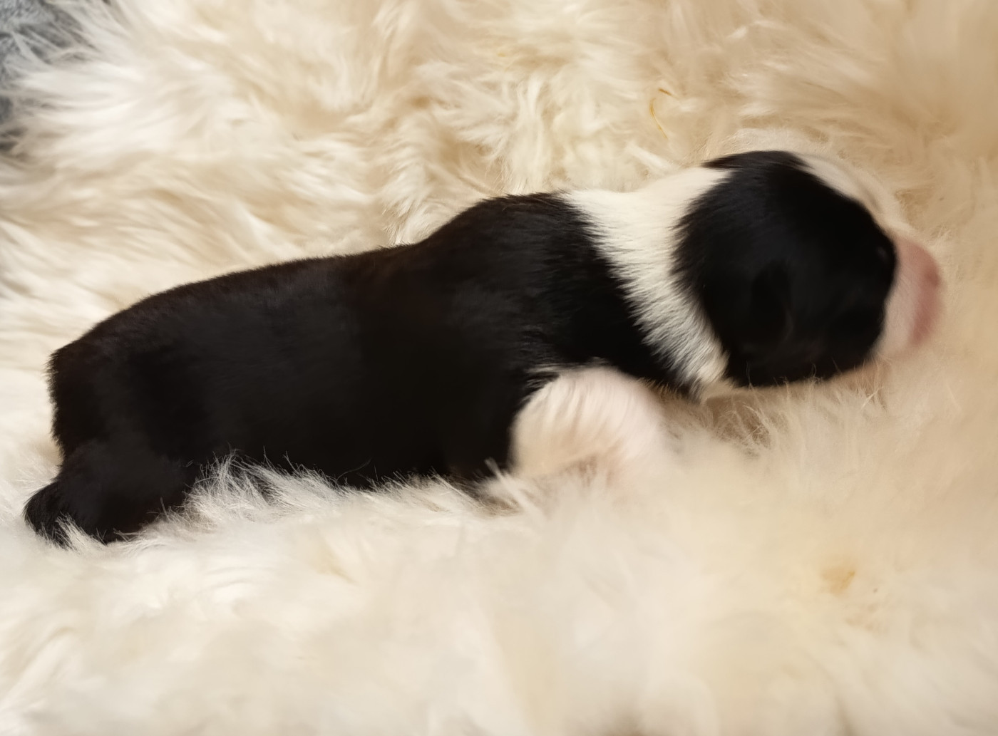 Des Chemins de Saint François - Chiots disponibles - Berger Australien