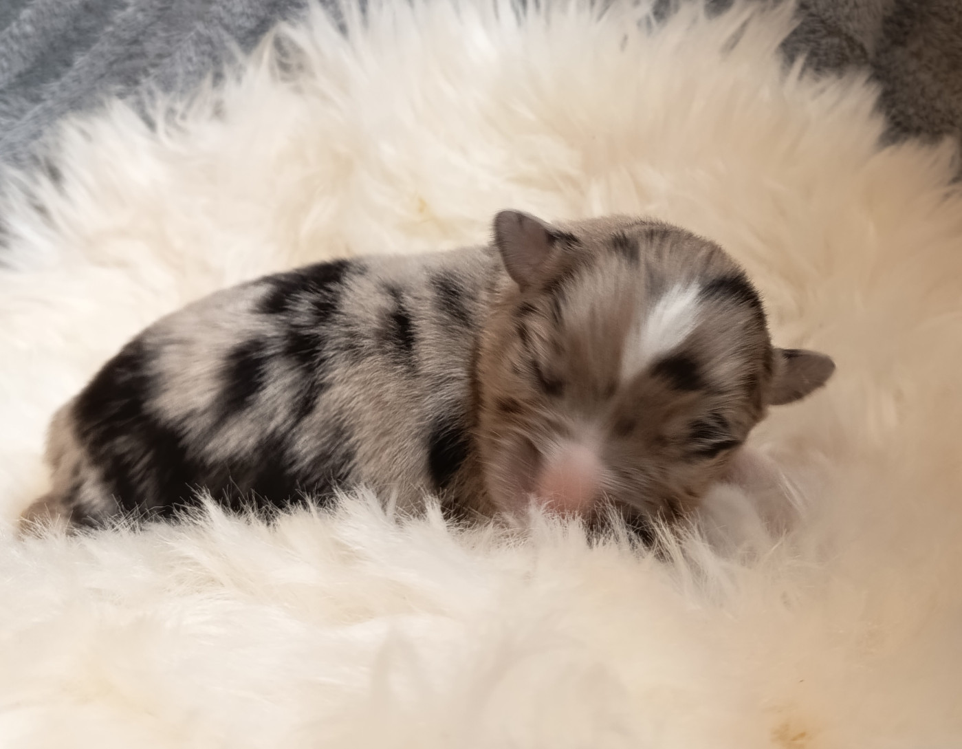 Des Chemins de Saint François - Chiots disponibles - Berger Australien