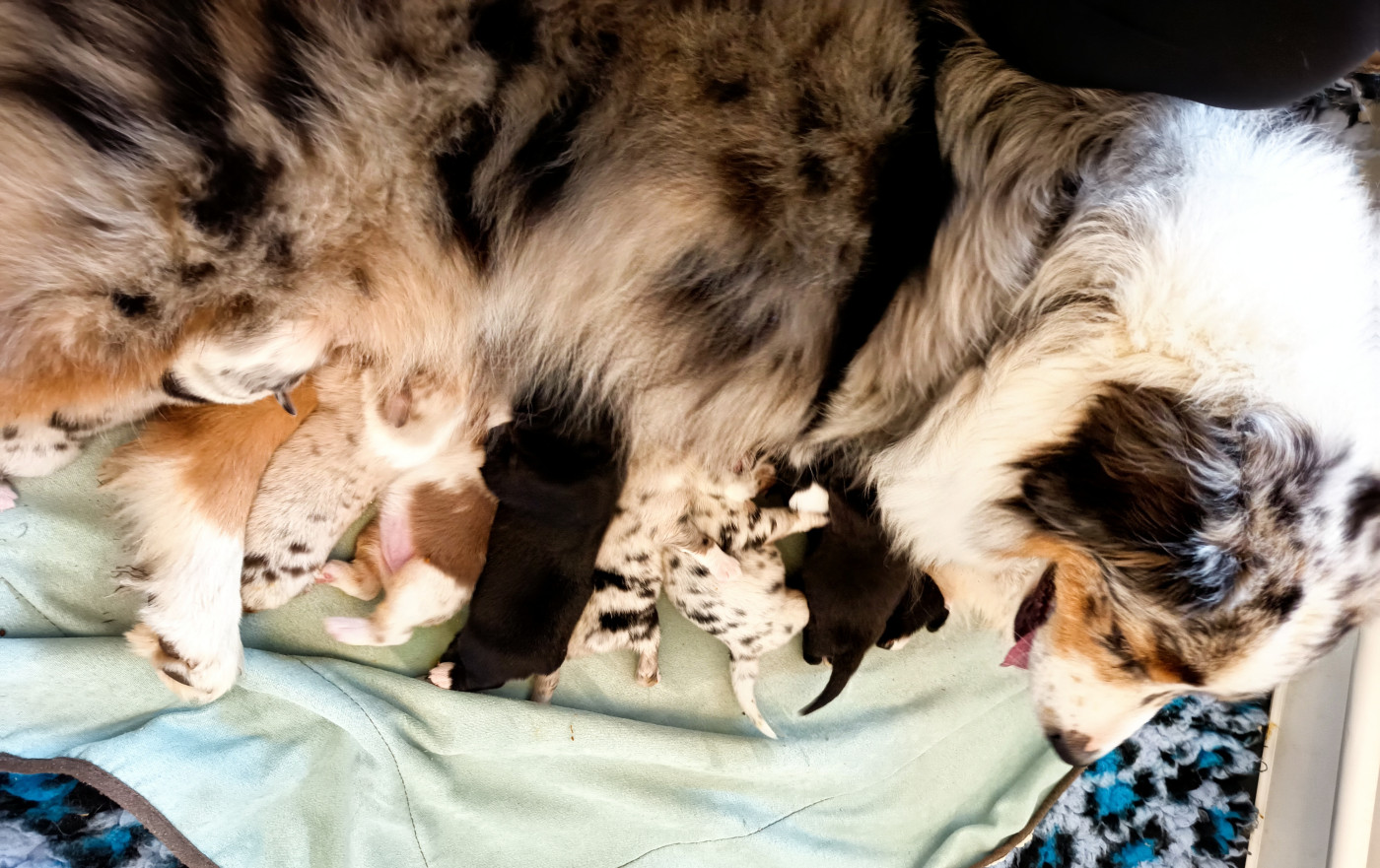 Chiot Berger Australien Des Chemins de Saint François