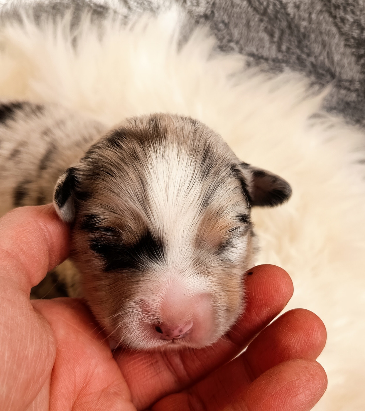 Des Chemins de Saint François - Chiots disponibles - Berger Australien