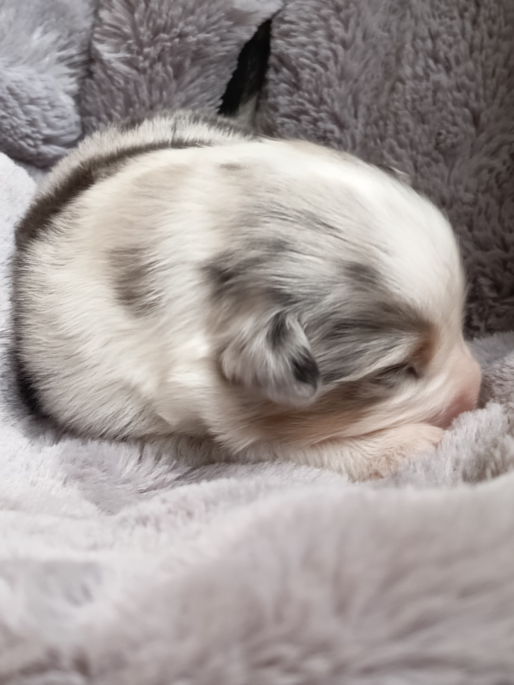 Des Chemins de Saint François - Chiots disponibles - Berger Australien