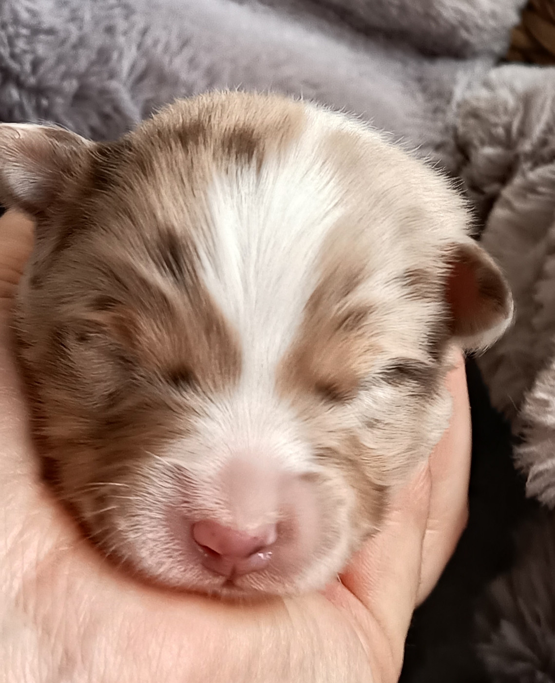 Des Chemins de Saint François - Chiots disponibles - Berger Australien