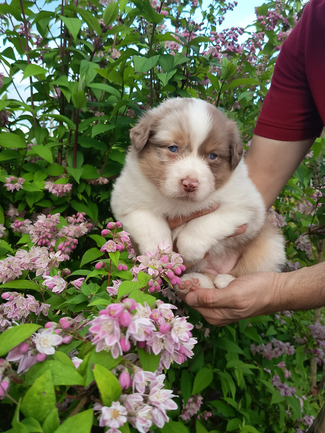 Des Chemins de Saint François - Chiots disponibles - Berger Australien