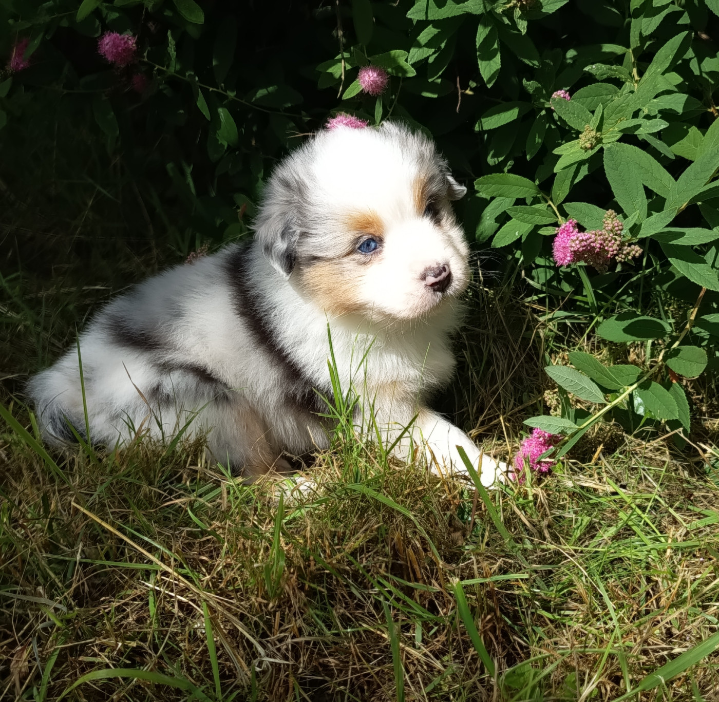 Des Chemins de Saint François - Chiots disponibles - Berger Australien