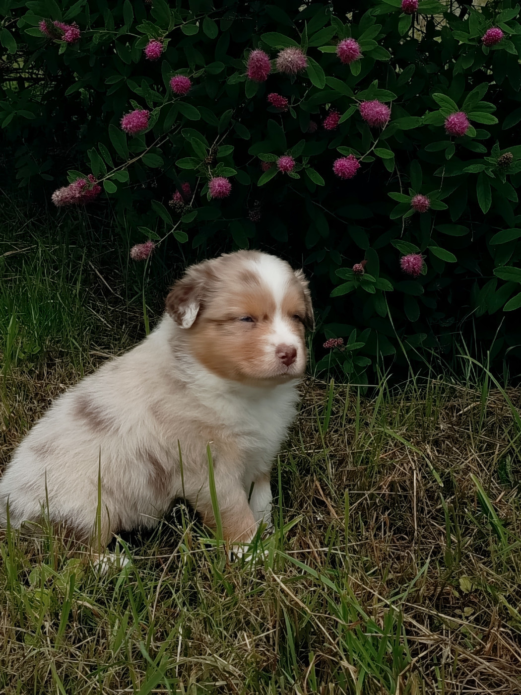 Des Chemins de Saint François - Chiots disponibles - Berger Australien