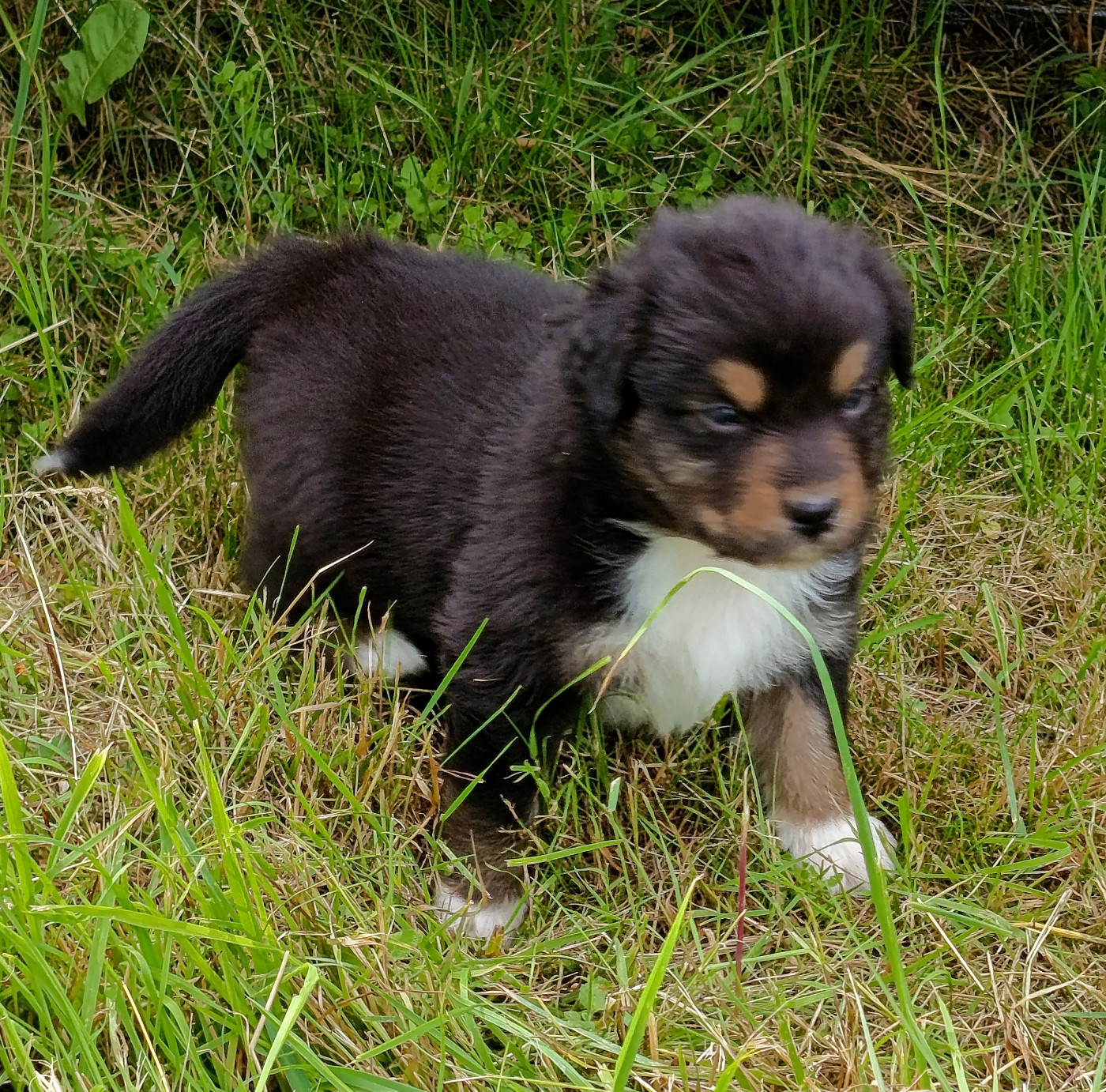 Des Chemins de Saint François - Chiots disponibles - Berger Australien