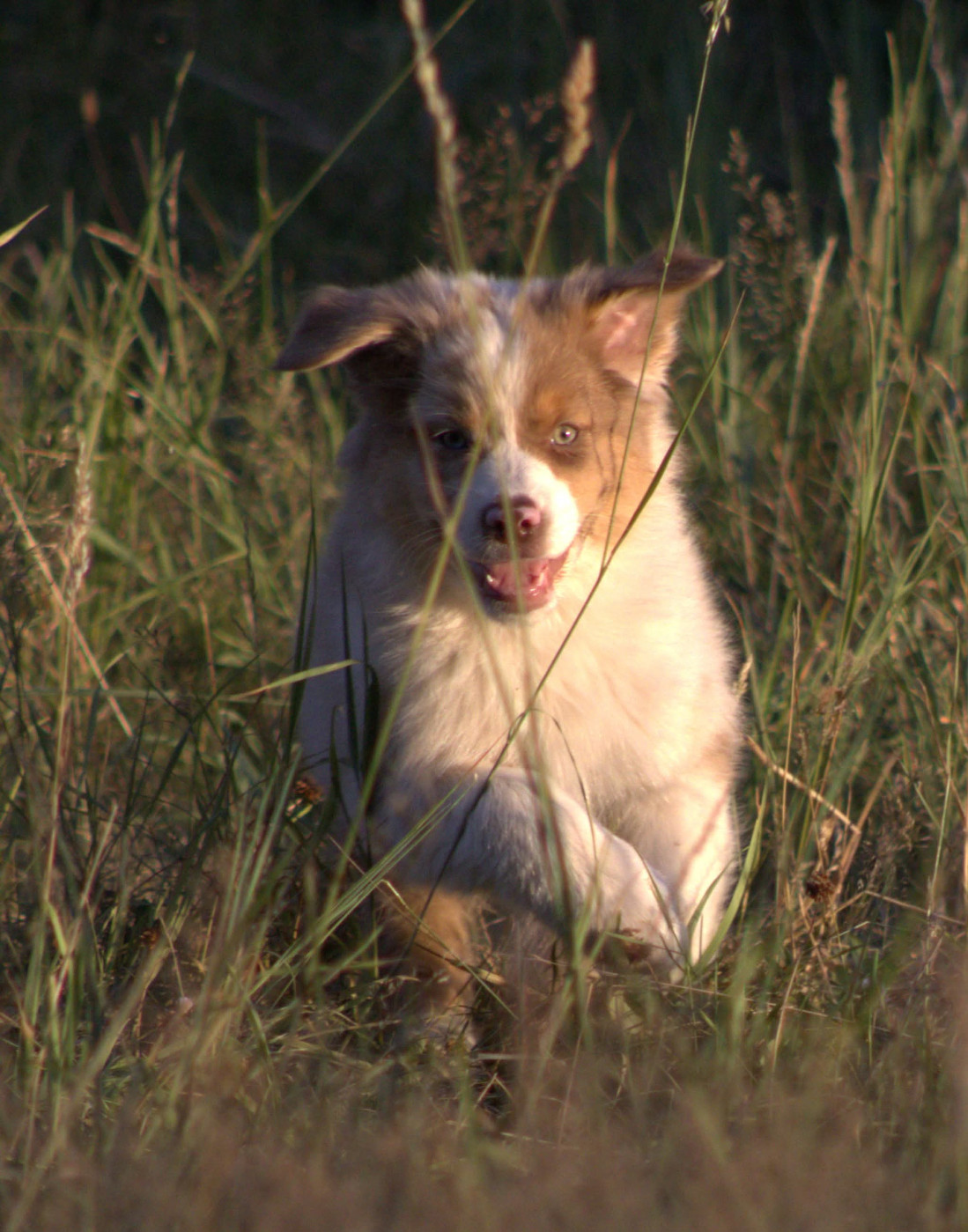 Des Chemins de Saint François - Chiots disponibles - Berger Australien