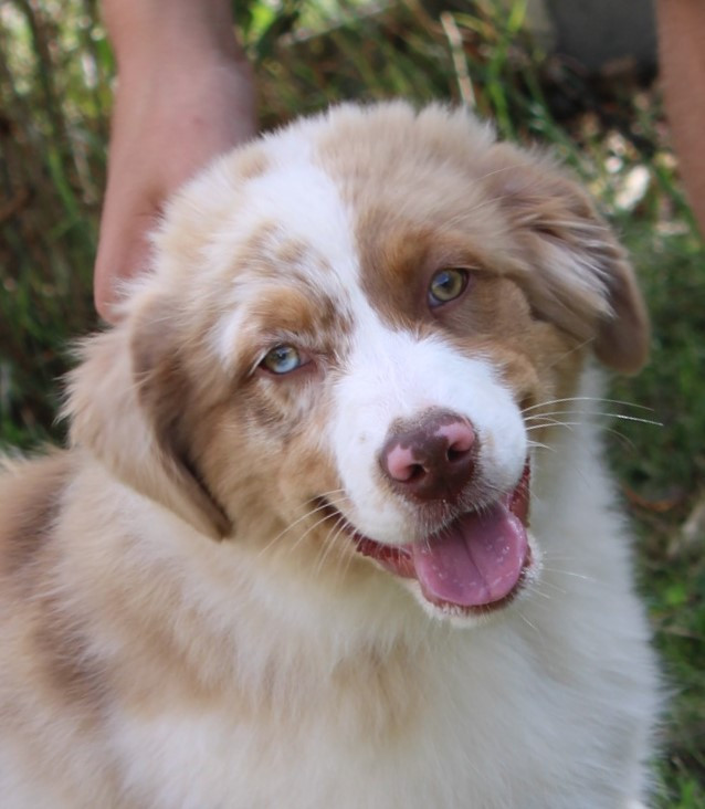 Des Chemins de Saint François - Chiots disponibles - Berger Australien