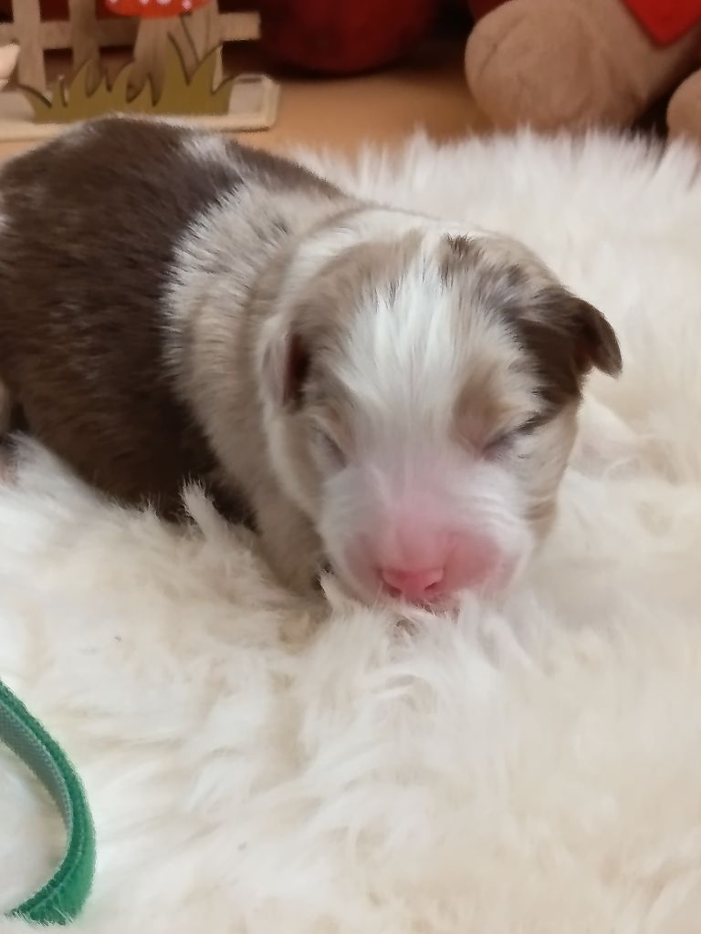 Des Chemins de Saint François - Chiots disponibles - Berger Australien