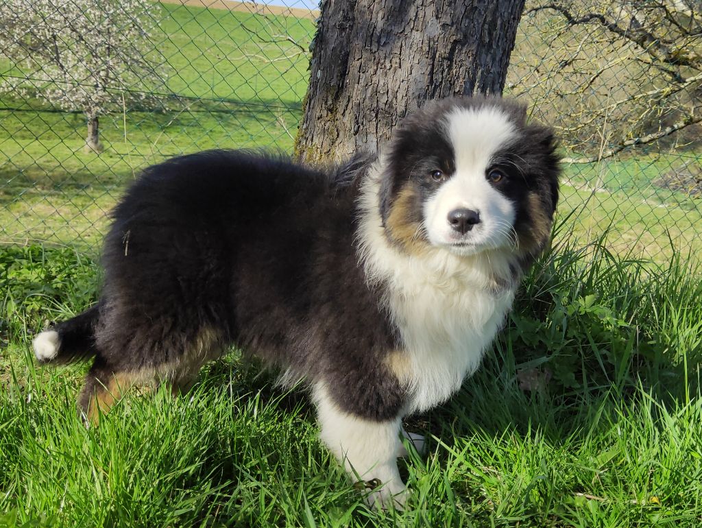 Des Chemins de Saint François - Berger Australien - Portée née le 11/01/2022