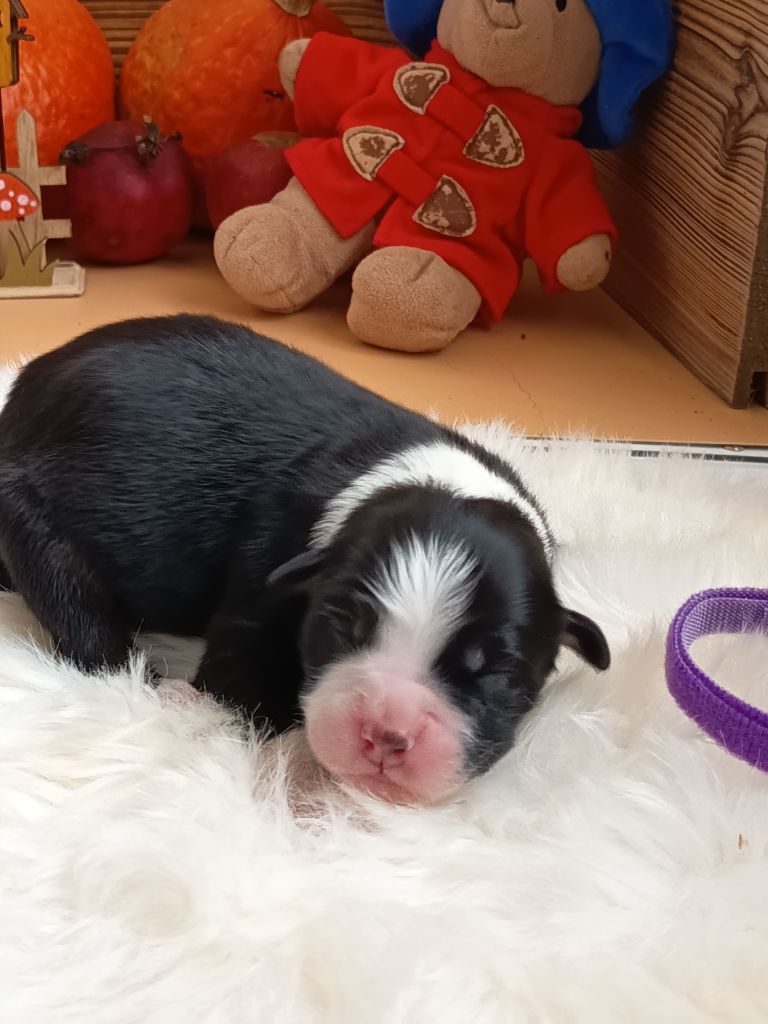 Des Chemins de Saint François - Chiots disponibles - Berger Australien