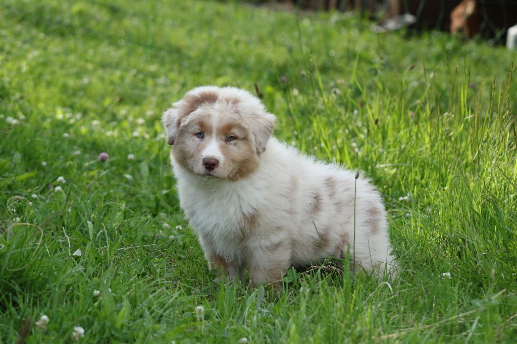 Des Chemins de Saint François - Berger Australien - Portée née le 22/04/2024