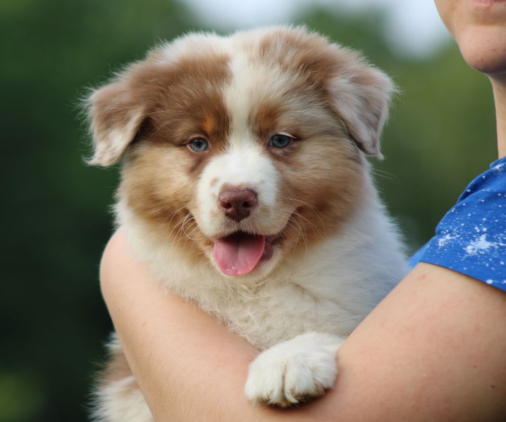 Des Chemins de Saint François - Chiots disponibles - Berger Australien