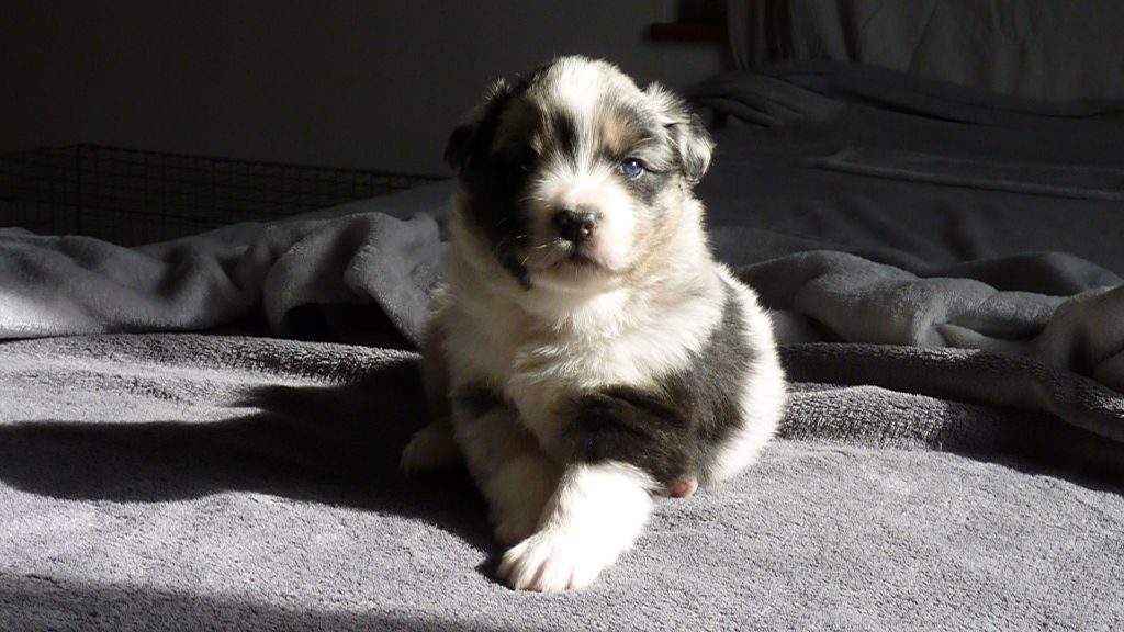 Des Chemins de Saint François - Berger Australien - Portée née le 16/09/2020