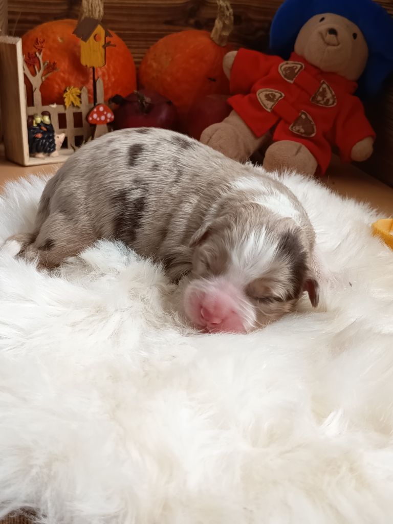 Des Chemins de Saint François - Chiots disponibles - Berger Australien