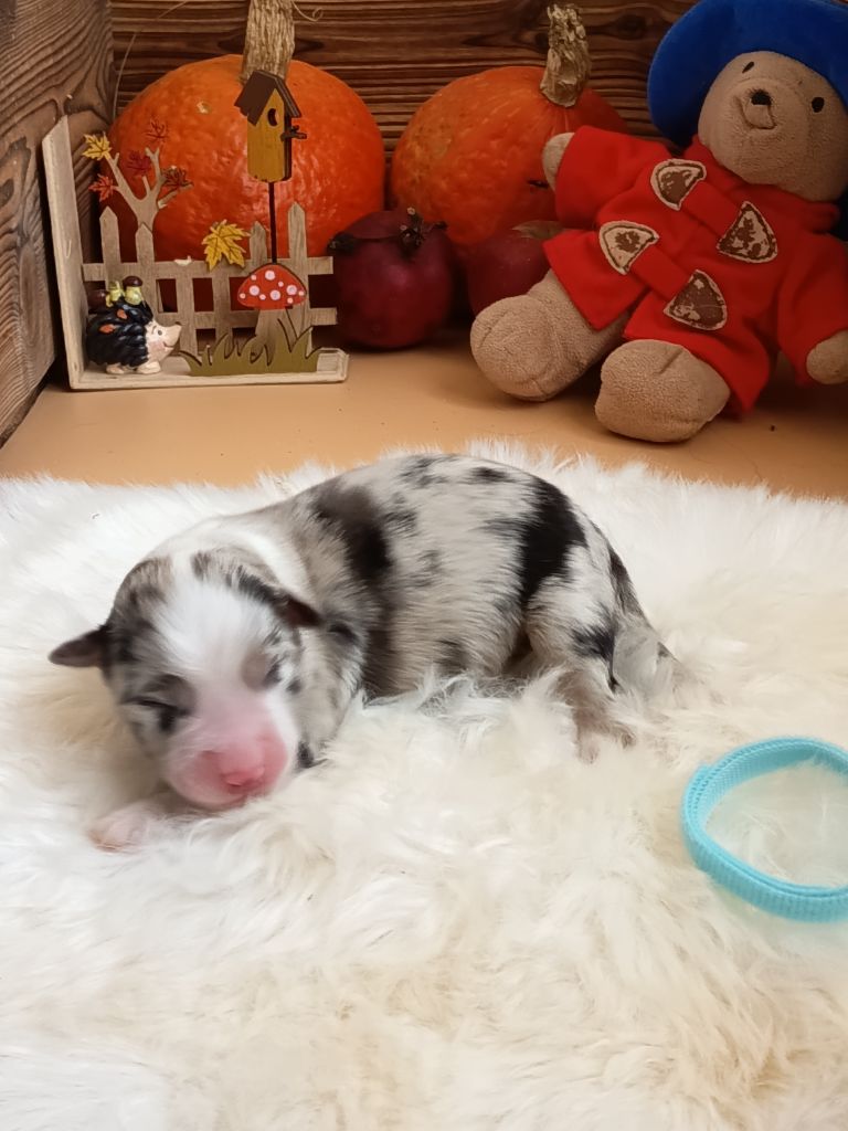 Des Chemins de Saint François - Chiots disponibles - Berger Australien