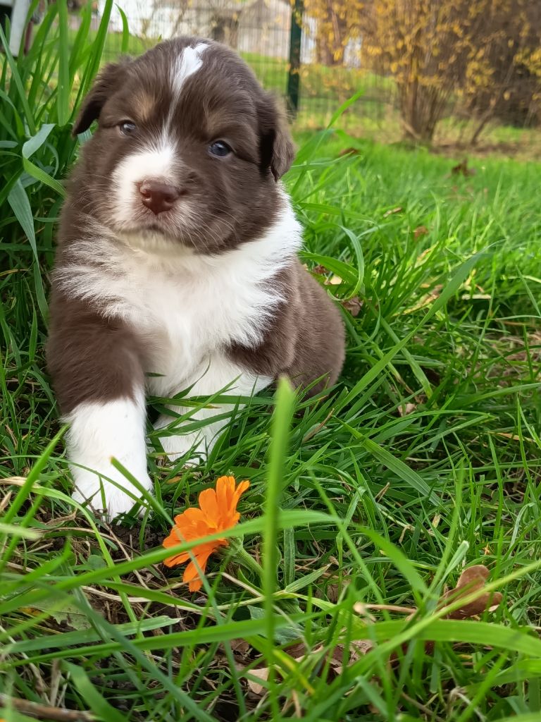 Des Chemins de Saint François - Chiots disponibles - Berger Australien