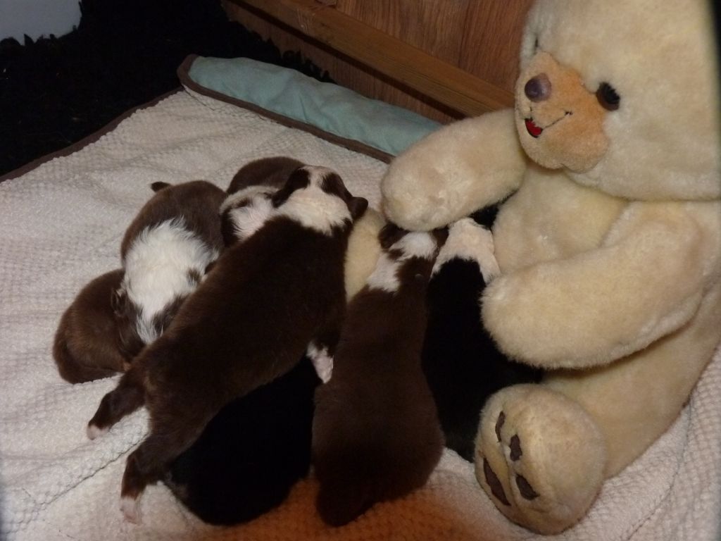 Des Chemins de Saint François - Berger Australien - Portée née le 01/06/2020