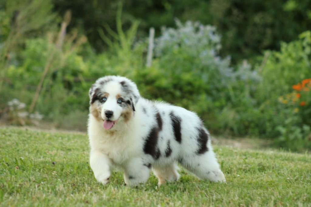 Des Chemins de Saint François - Chiots disponibles - Berger Australien
