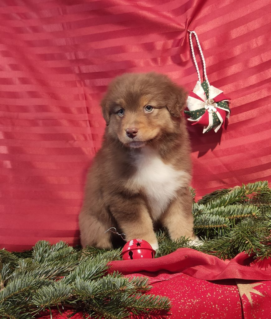 Des Chemins de Saint François - Berger Australien - Portée née le 28/10/2021