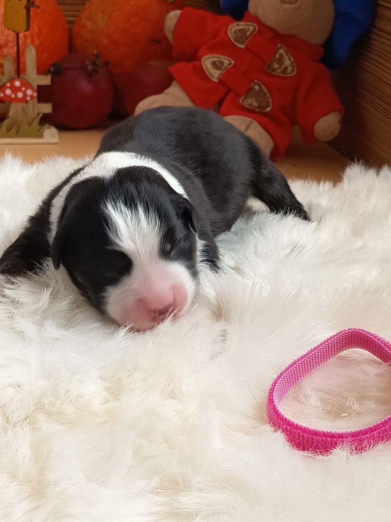 Des Chemins de Saint François - Chiots disponibles - Berger Australien