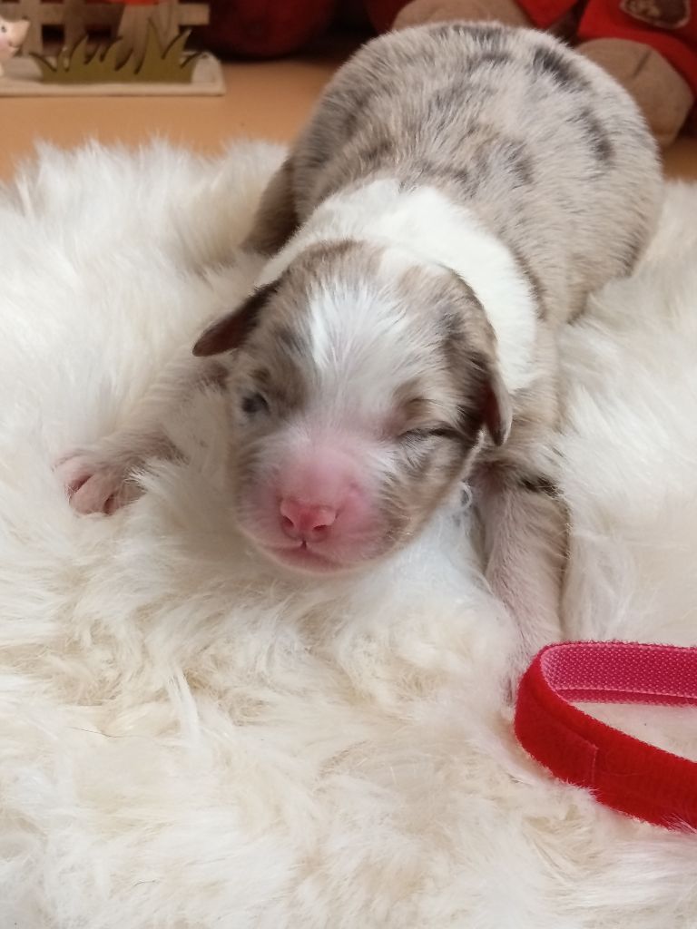 Des Chemins de Saint François - Chiots disponibles - Berger Australien