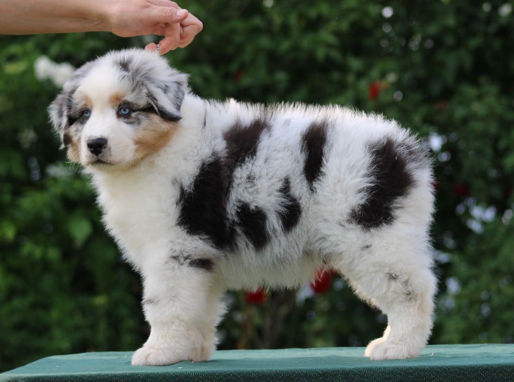 Des Chemins de Saint François - Chiots disponibles - Berger Australien