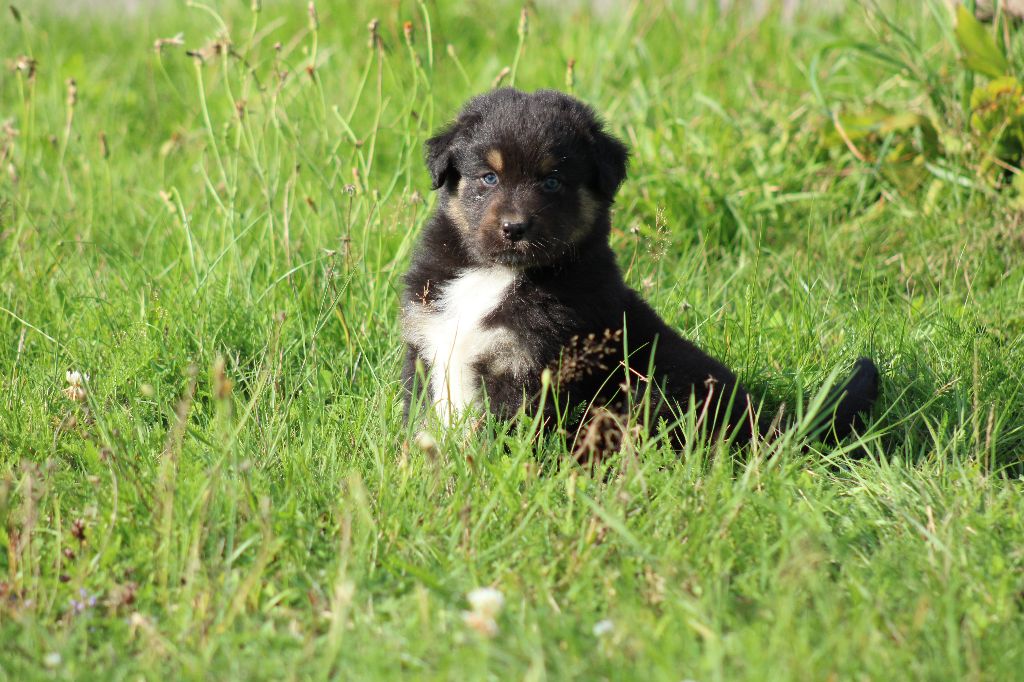 Des Chemins de Saint François - Berger Australien - Portée née le 10/07/2023