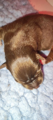 CHIOT 2