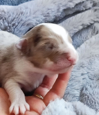 CHIOT 7