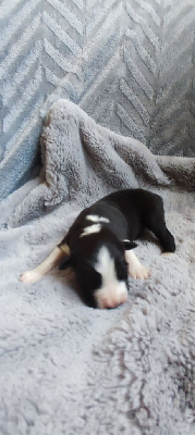 CHIOT 1