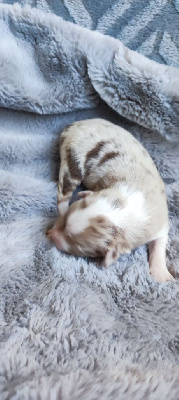 CHIOT 4