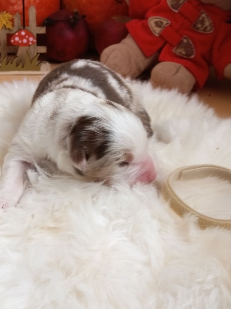 Des Chemins de Saint François - Chiots disponibles - Berger Australien