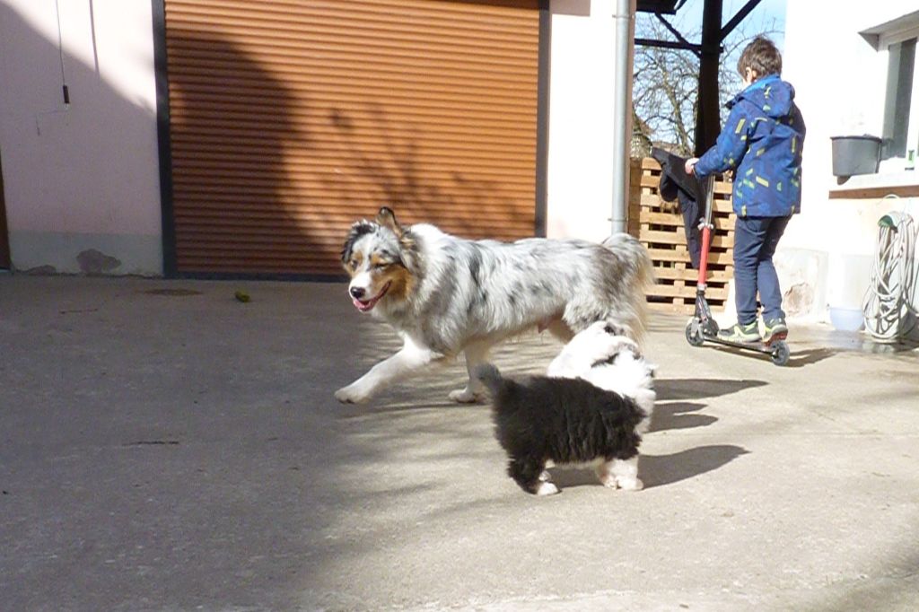 Des Chemins de Saint François - Berger Australien - Portée née le 08/01/2020