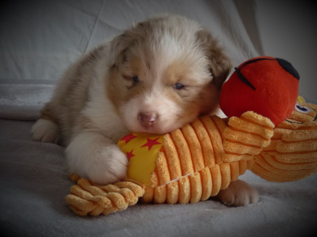 Des Chemins de Saint François - Berger Australien - Portée née le 18/09/2020