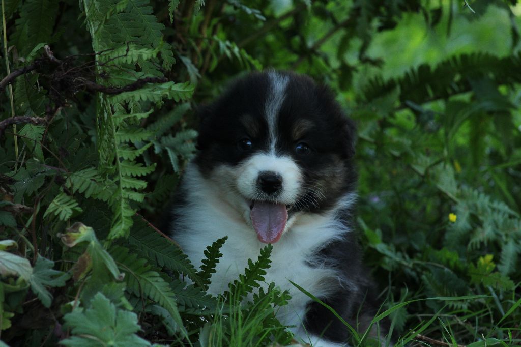 Des Chemins de Saint François - Berger Australien - Portée née le 02/07/2024