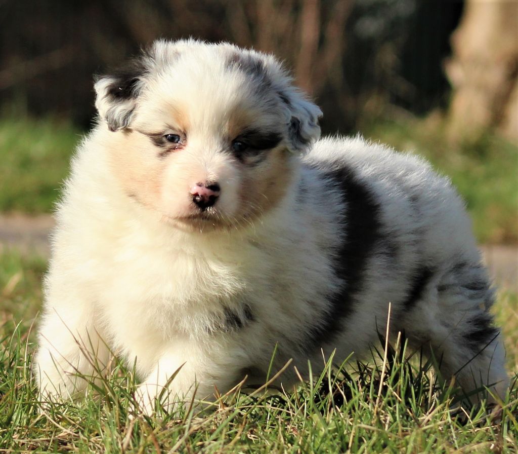 Des Chemins de Saint François - Berger Australien - Portée née le 03/02/2023