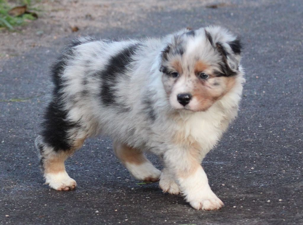 Des Chemins de Saint François - Berger Australien - Portée née le 29/09/2022